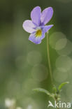 Dune Pansey (Viola curtisii)