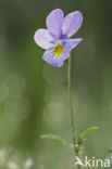 Duinviooltje (Viola curtisii)