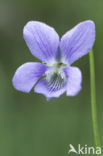 Bleeksporig bosviooltje (Viola riviniana)