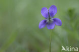 Bleeksporig bosviooltje (Viola riviniana)