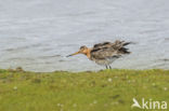 Black-tailed Godwit (Limosa limosa)