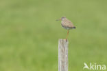Common Redshank (Tringa totanus)