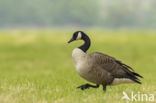 Canada Goose (Branta canadensis)