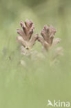 Bedstraw Broomrape (Orobanche caryophyllacea)