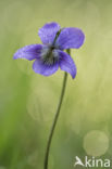 Bleeksporig bosviooltje (Viola riviniana)