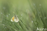 Hooibeestje (Coenonympha pamphilus)