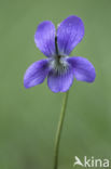 Bleeksporig bosviooltje (Viola riviniana)