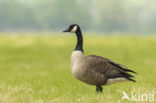 Canadese Gans (Branta canadensis)