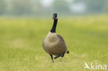 Canada Goose (Branta canadensis)