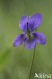 Bleeksporig bosviooltje (Viola riviniana)