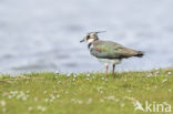 Lapwing (Vanellus vanellus)