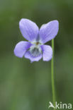 Bleeksporig bosviooltje (Viola riviniana)