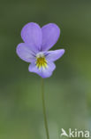 Duinviooltje (Viola curtisii)