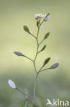 Vroegeling (Erophila verna)