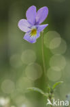 Duinviooltje (Viola curtisii)