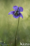 Bleeksporig bosviooltje (Viola riviniana)