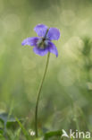 Bleeksporig bosviooltje (Viola riviniana)