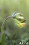 Common Birdsfoot-trefoil (Lotus corniculatus)
