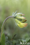 Gewone rolklaver (Lotus corniculatus)