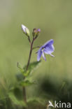 Thyme-leaved Speedwell (Veronica serpyllifolia)