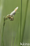 Hooibeestje (Coenonympha pamphilus)