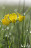 Common Birdsfoot-trefoil (Lotus corniculatus)
