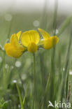 Gewone rolklaver (Lotus corniculatus)