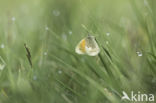 Hooibeestje (Coenonympha pamphilus)