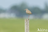 Common Redshank (Tringa totanus)