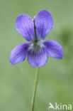 Bleeksporig bosviooltje (Viola riviniana)