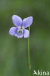 Bleeksporig bosviooltje (Viola riviniana)