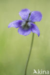 Bleeksporig bosviooltje (Viola riviniana)