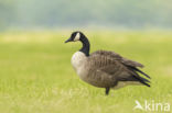 Canada Goose (Branta canadensis)