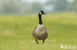 Canadese Gans (Branta canadensis)