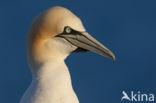 Northern Gannet (Morus bassanus)