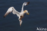 Northern Gannet (Morus bassanus)