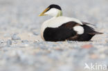 Eider (Somateria mollissima)