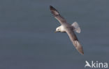 Noordse Stormvogel (Fulmarus glacialis)