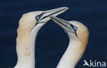 Northern Gannet (Morus bassanus)