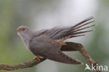 Common Cuckoo (Cuculus canorus)