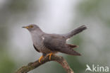 Common Cuckoo (Cuculus canorus)