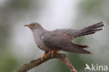 Common Cuckoo (Cuculus canorus)