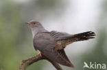 Common Cuckoo (Cuculus canorus)