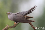 Common Cuckoo (Cuculus canorus)