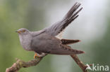 Common Cuckoo (Cuculus canorus)