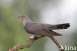 Common Cuckoo (Cuculus canorus)