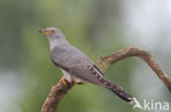 Common Cuckoo (Cuculus canorus)