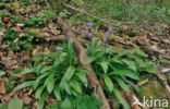 Spanish Bluebells (Hyacinthoides hispanica)