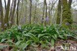 Spanish Bluebells (Hyacinthoides hispanica)