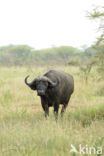 Savanna buffalo